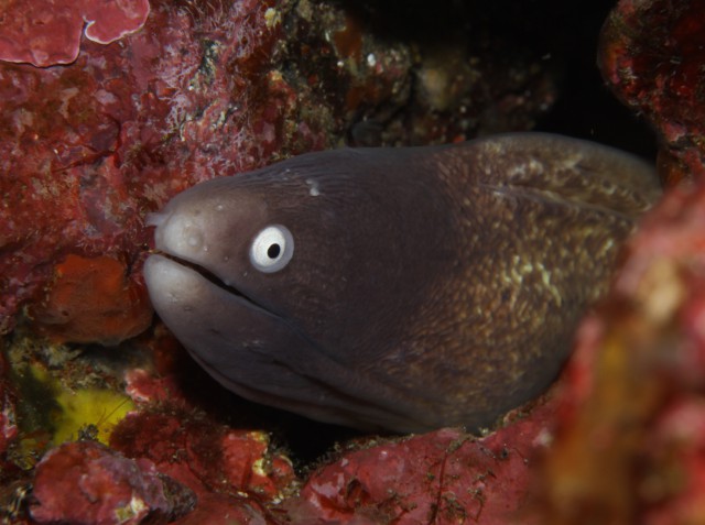 ウツボ | IDC Pedia