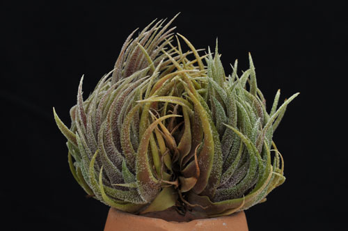 Tillandsia sprengeliana