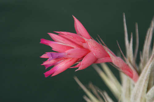 Tillandsia roseiflora