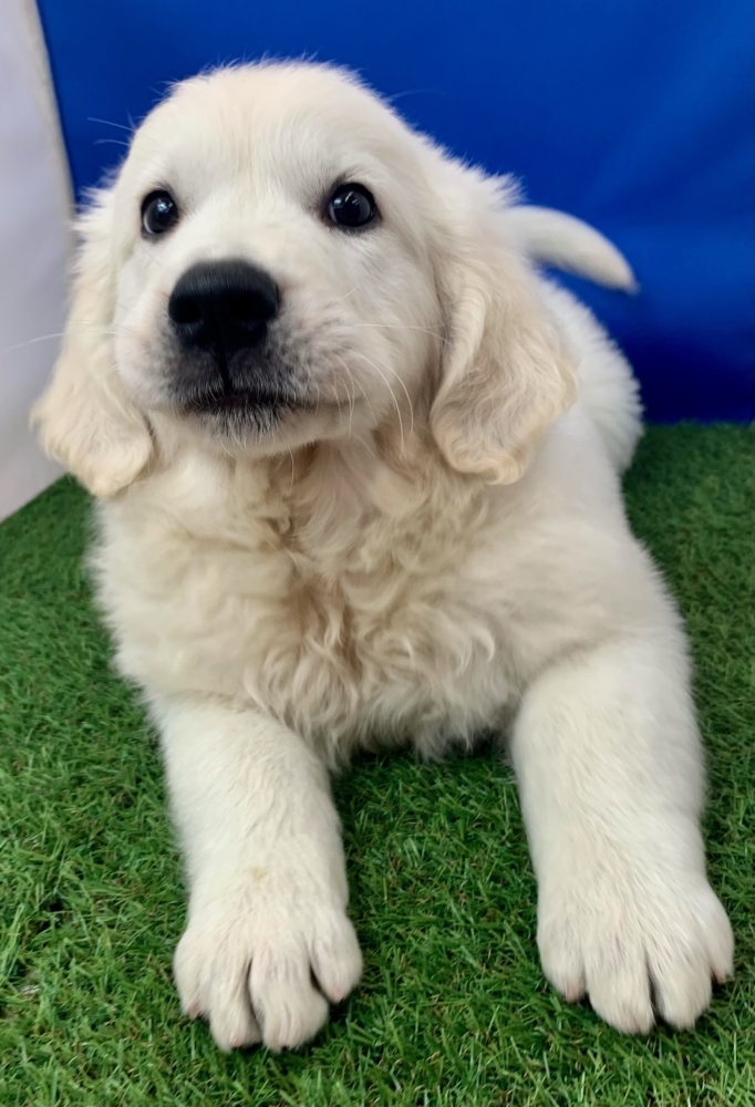 ホワイトのゴールデンレトリバー(^▽^) | わんにゃんSpot リアンの