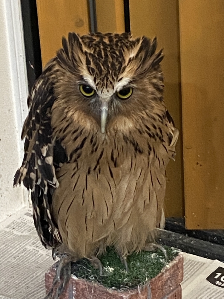 マレーウオミミズクが来ましたよ | ふくろうのいるカフェ メンフ倶楽部