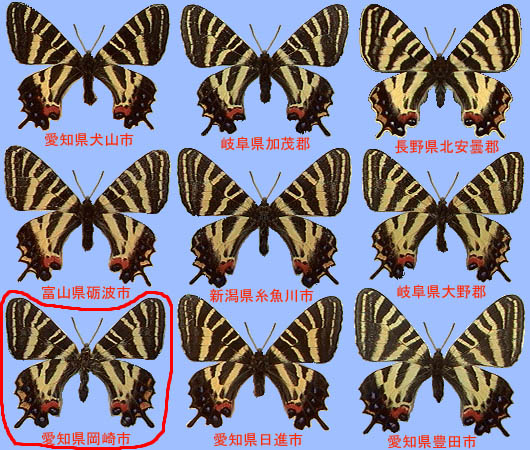 ギフチョウ探し正解