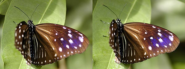 ツマムラサキマダラ