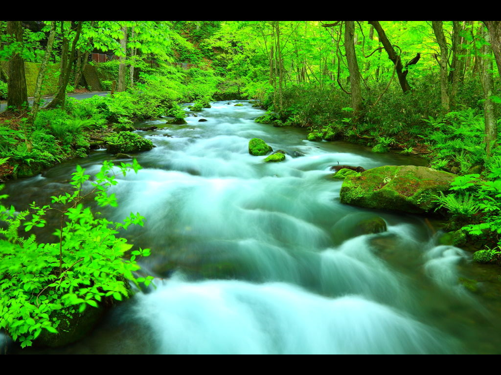 新緑の美しい奥入瀬渓流
