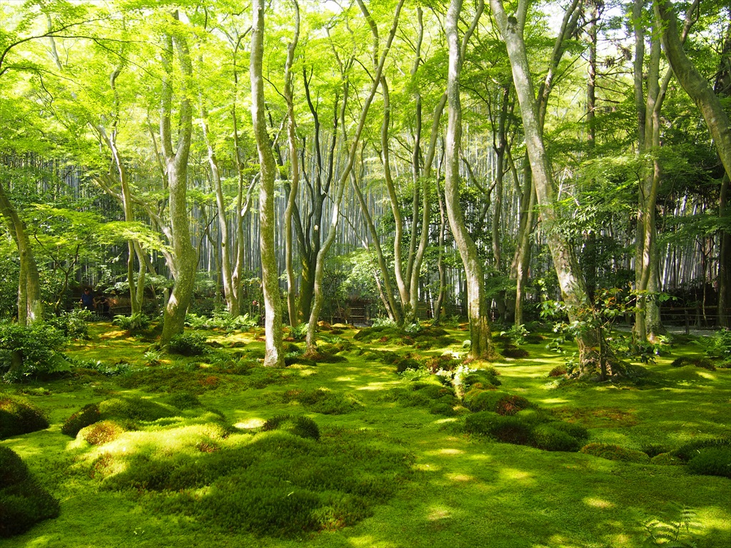 祇王寺 青楓と苔庭 | 京都旅屋