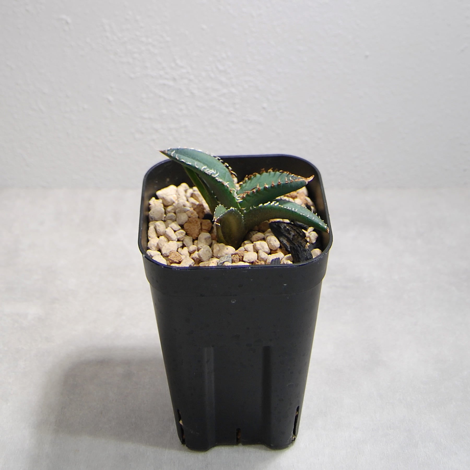 アガベ チタノタ 悪魔（スーパーチタノタ）OS15 – linkplants -リンク