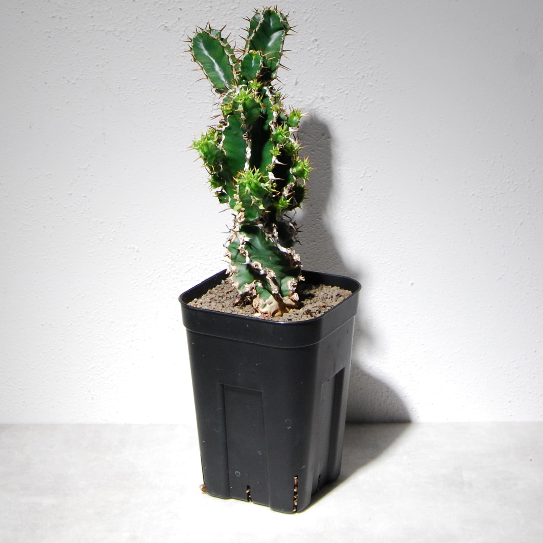 ユーフォルビア ムランジーナ（実生株）102 – linkplants -リンクプランツ-