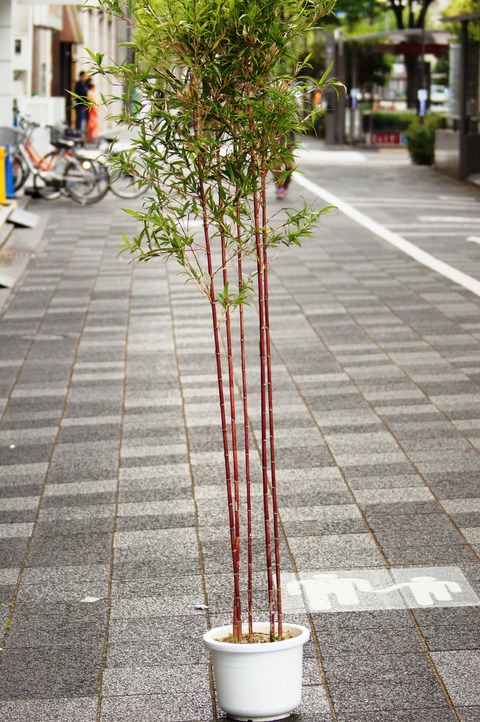 朱竹鉢販売 : 花重 京都 hanajyu