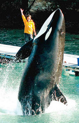 シャチのナミ 名古屋港水族館へ : 横井利明オフィシャルブログ(名古屋