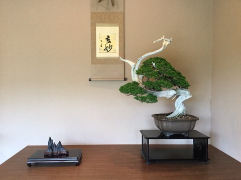真柏 中型 三点飾り : 雨竹 盆栽 水石 便り