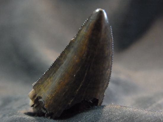 ナノティラヌス実物歯化石①