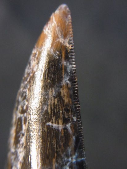 ナノティラヌス実物歯化石③