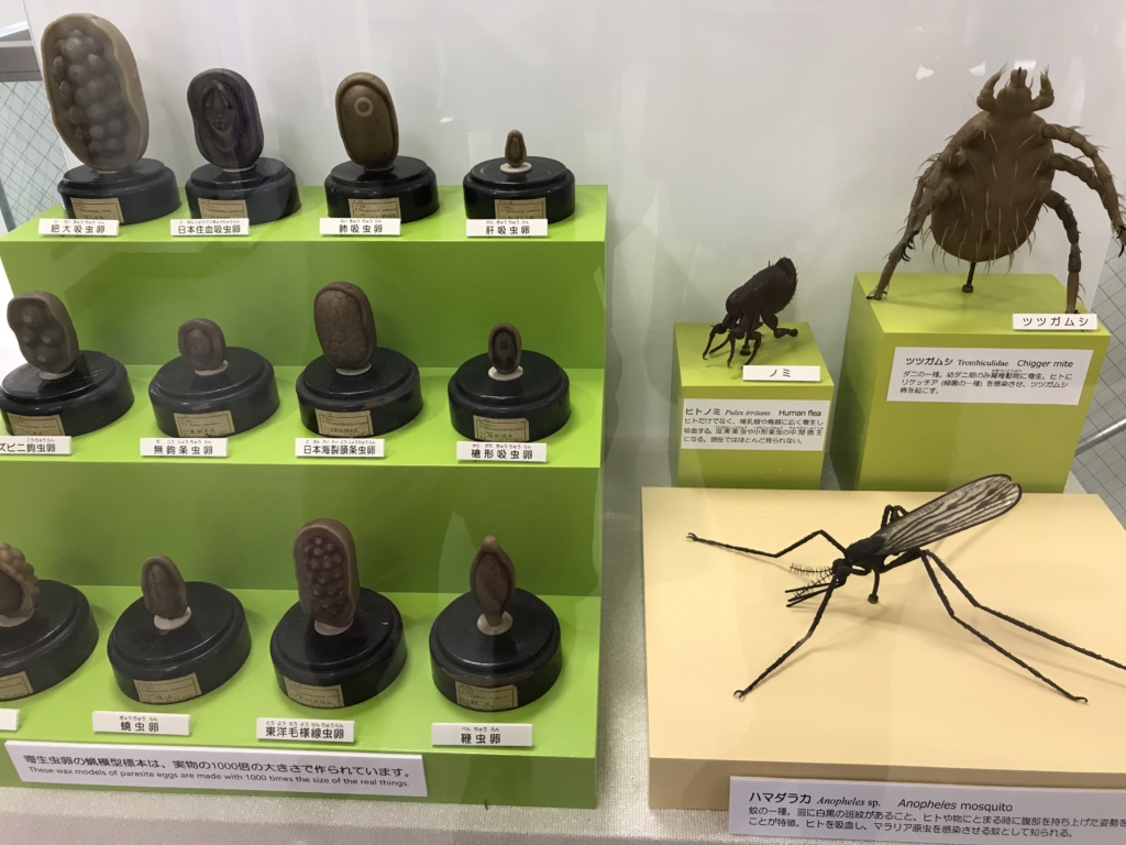 目黒寄生虫館に行ってきた。気持ち悪いのについ見ちゃう不思議… - Peko