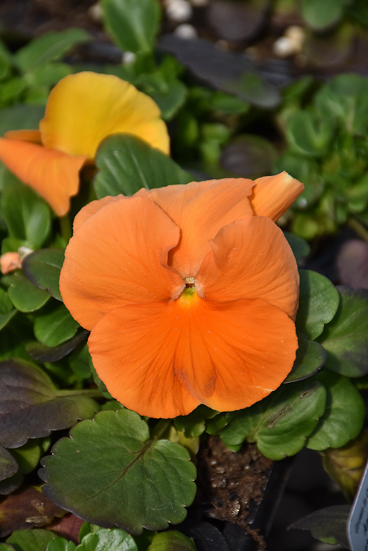 Spring Matrix Deep Orange Pansy (Viola 'PAS912388') in Janesville