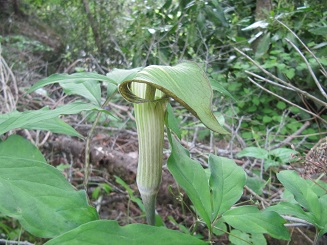 日本のテンナンショウ