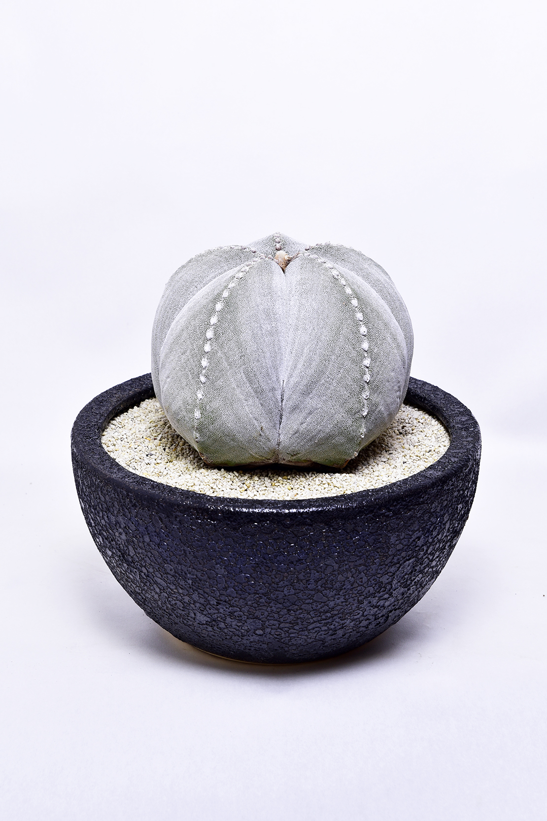 アストロフィツム 鸞鳳玉ストロンギロゴナム | 叢 – くさむら – Qusamura