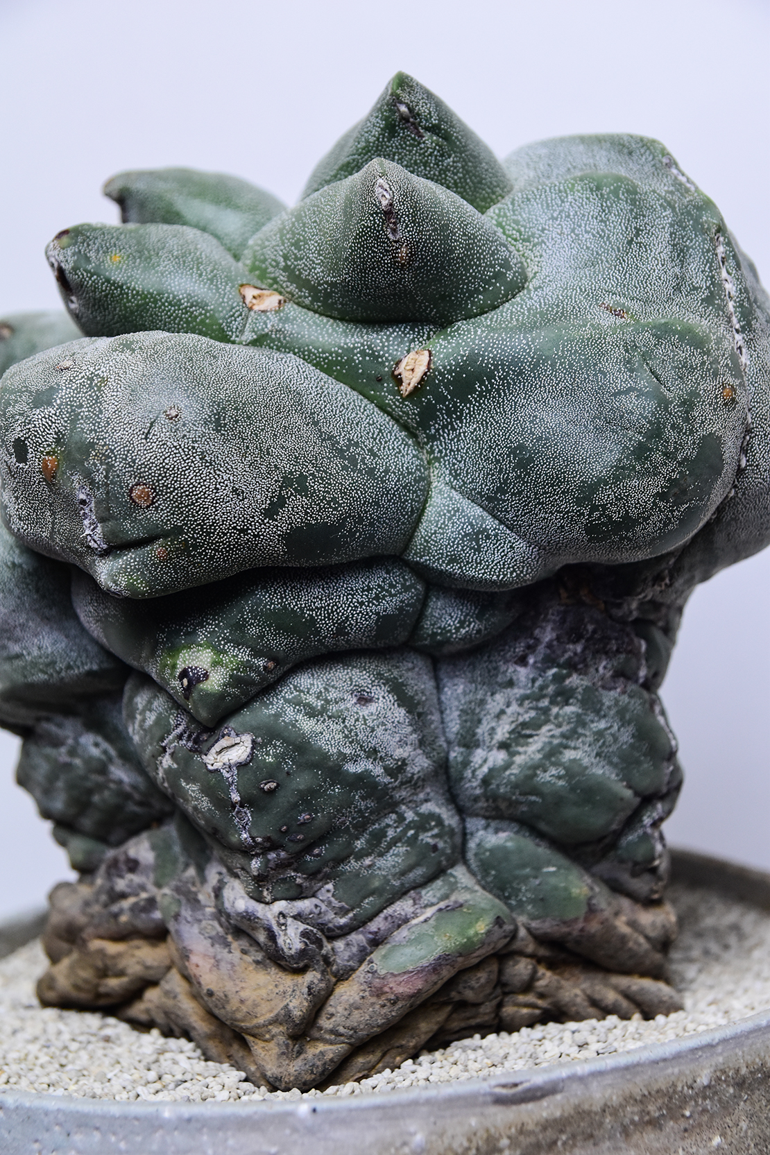 アストロフィツム 鸞鳳玉ストロンギロゴナムモンストローサ | 叢