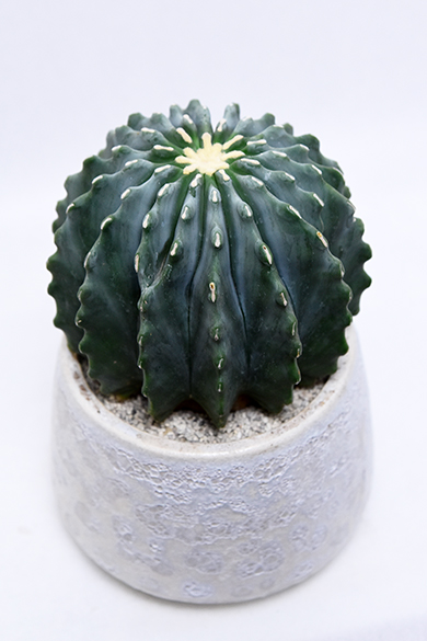 フェロカクタス 刺無王冠竜 | 叢 – くさむら – Qusamura