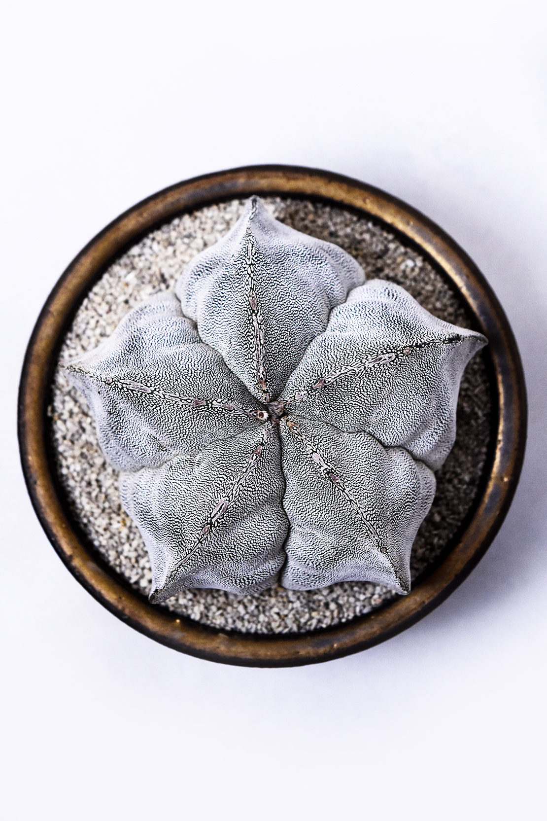 アストロフィツム 恩塚鸞鳳玉ストロンギロゴナム | 叢 – くさむら