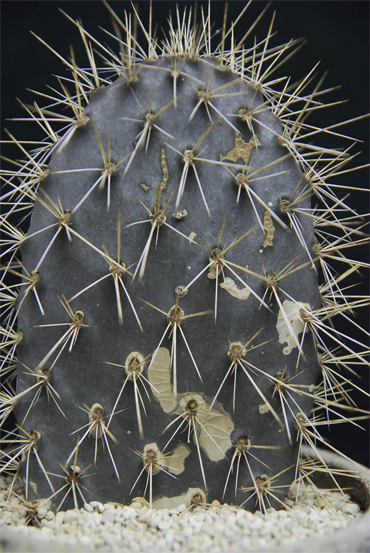 ガラパゴス団扇 | 叢 – くさむら – Qusamura