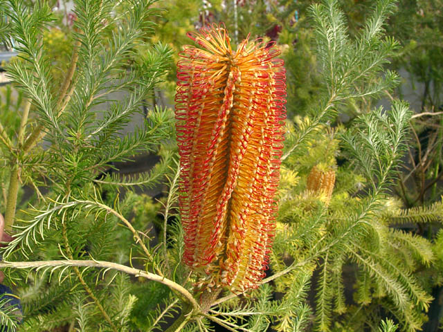 オーストラリア ヒース バンクシア 花木