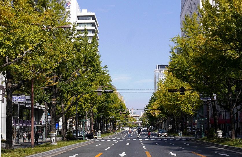 歴史の浪漫街道/イチョウの名木達 H26年 大阪御堂筋