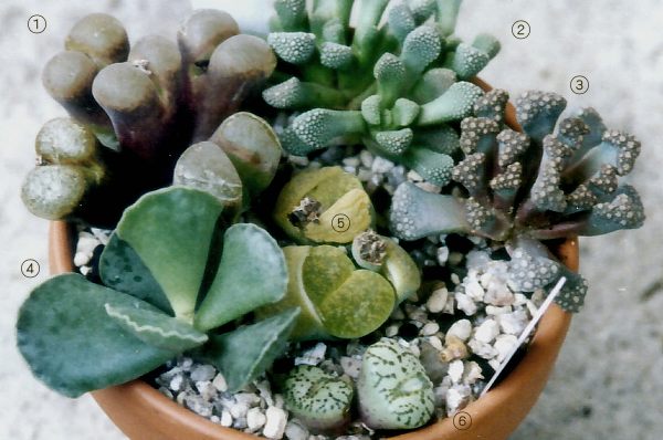 42E 多肉植物 ハオルチア rose goldオブツーサ錦糊斑 42E 多肉植物