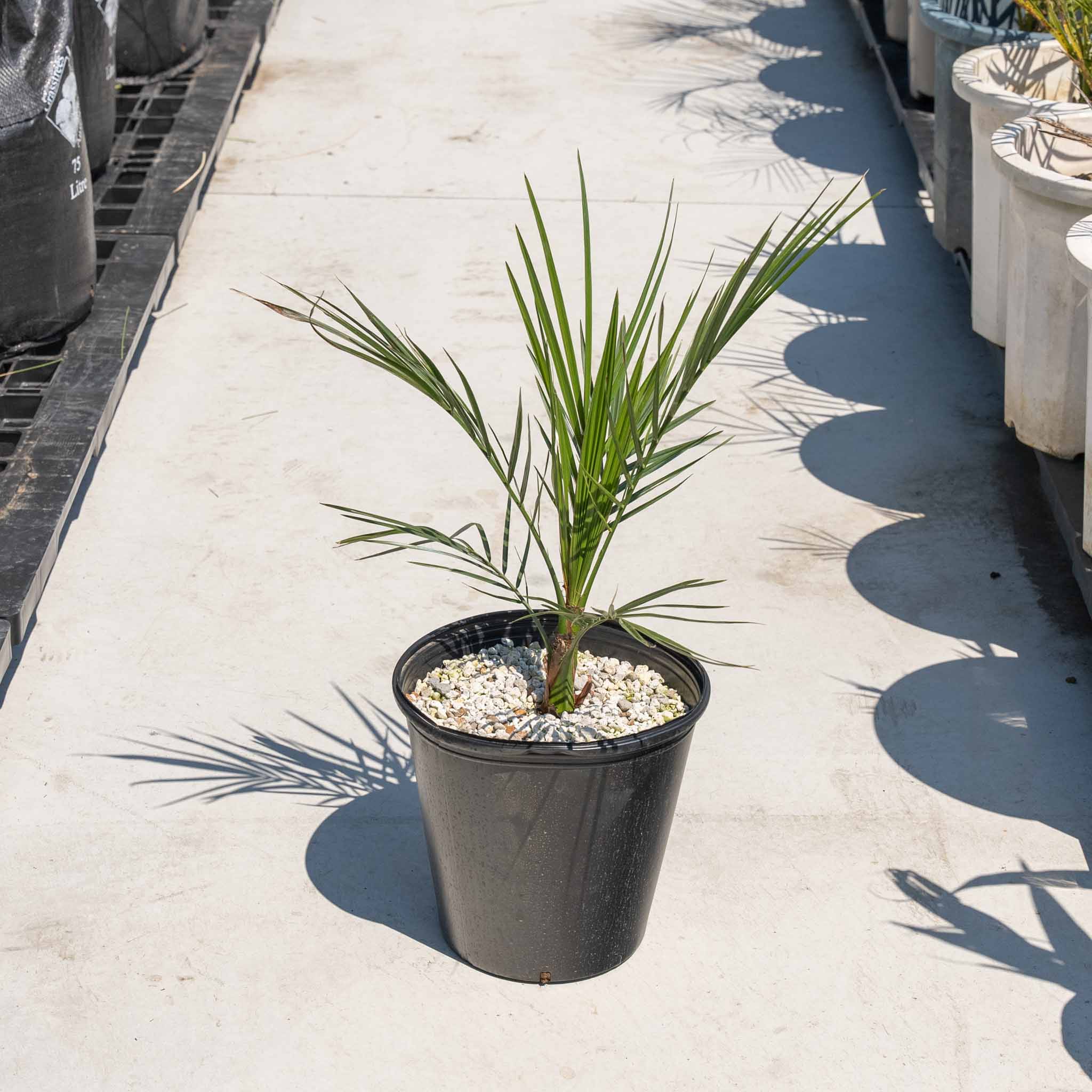 カナリーヤシ - 小 – ANOTHER PLANTS