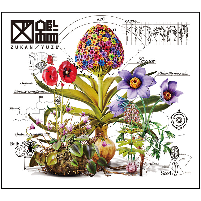 CD＋Blu-ray】図鑑（初回生産限定盤） – TOY'S STORE