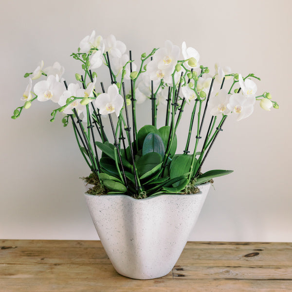 Cloud Nine Orchid Arrangement by Seascape Flowers Santa Cruz Florist