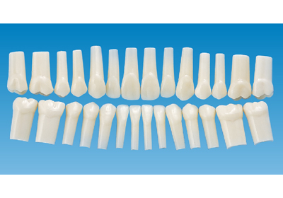 ニッシン A5AN-500 28歯セット（D16FE-500H用単根模型歯）（ネジなし