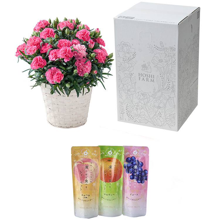 カーネーション鉢＆彩果しずく3袋 FMP－03F|母の日ギフト