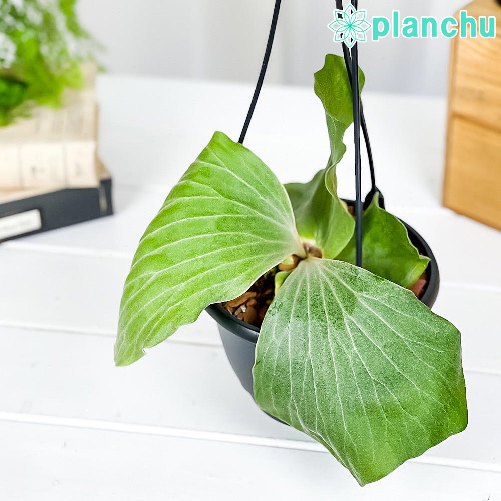 PLANCHU 観葉植物 プラティケリウム アンゴレンセ 5号吊り鉢 育て方