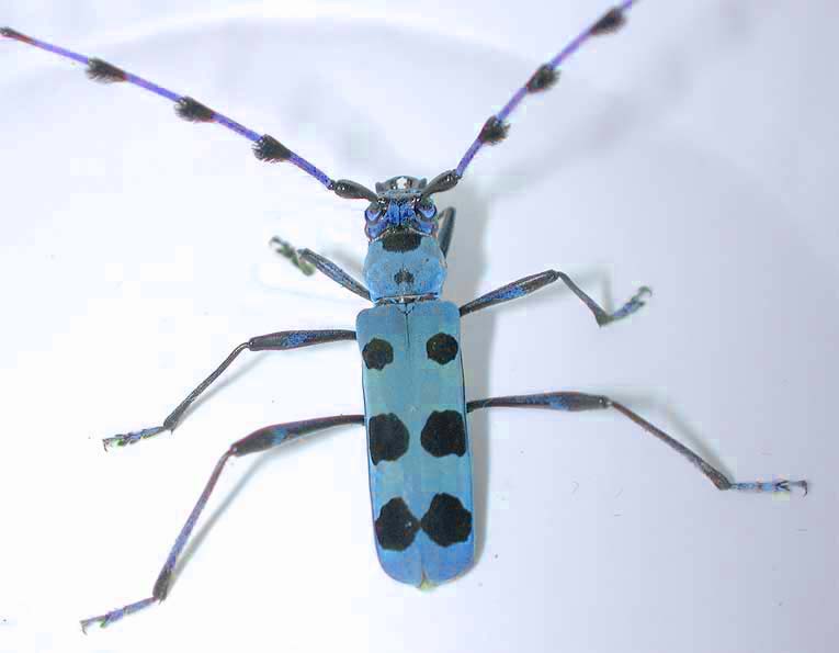 初心者のためのカミキリ入門」