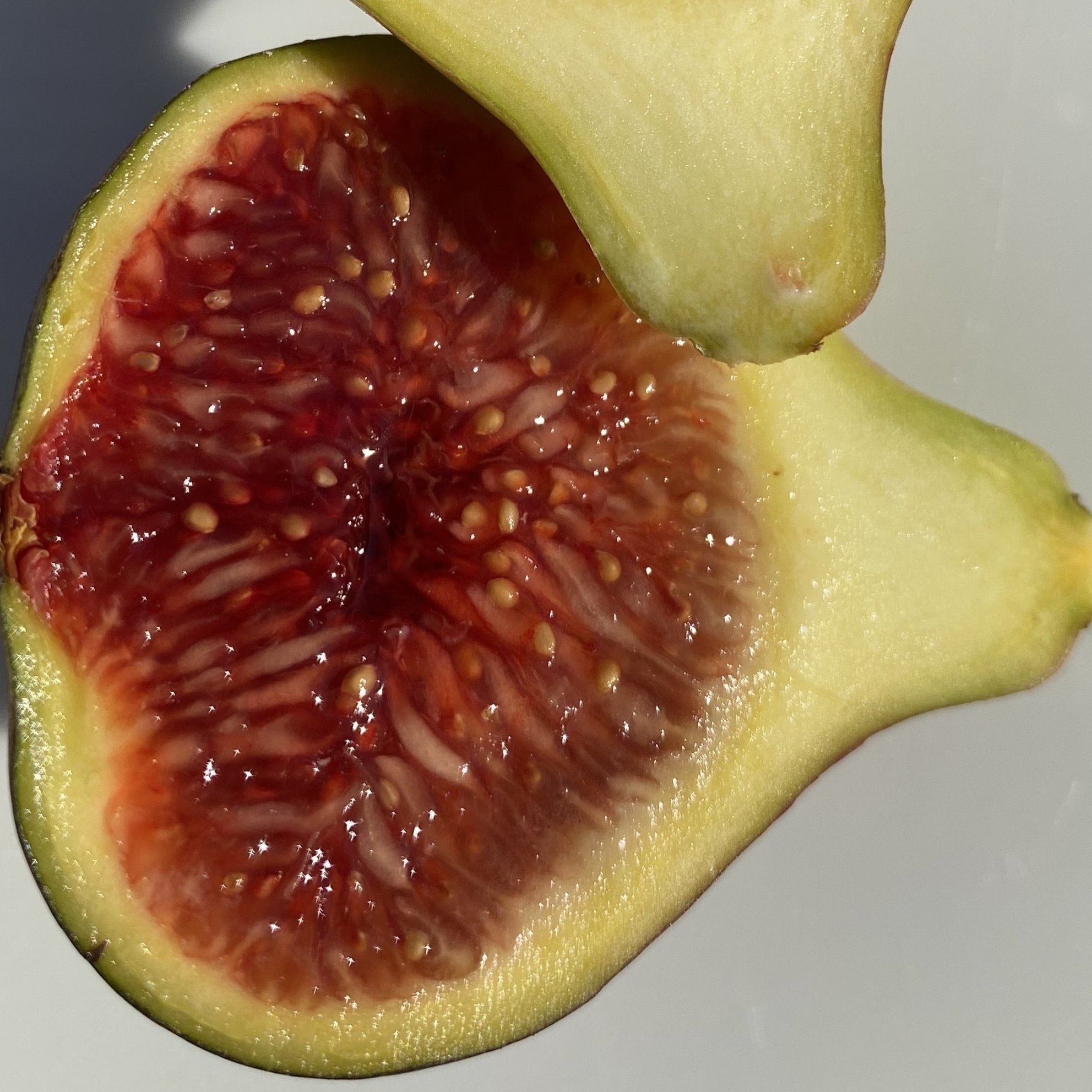 I-258 (Cuttings) – The American Fig Company