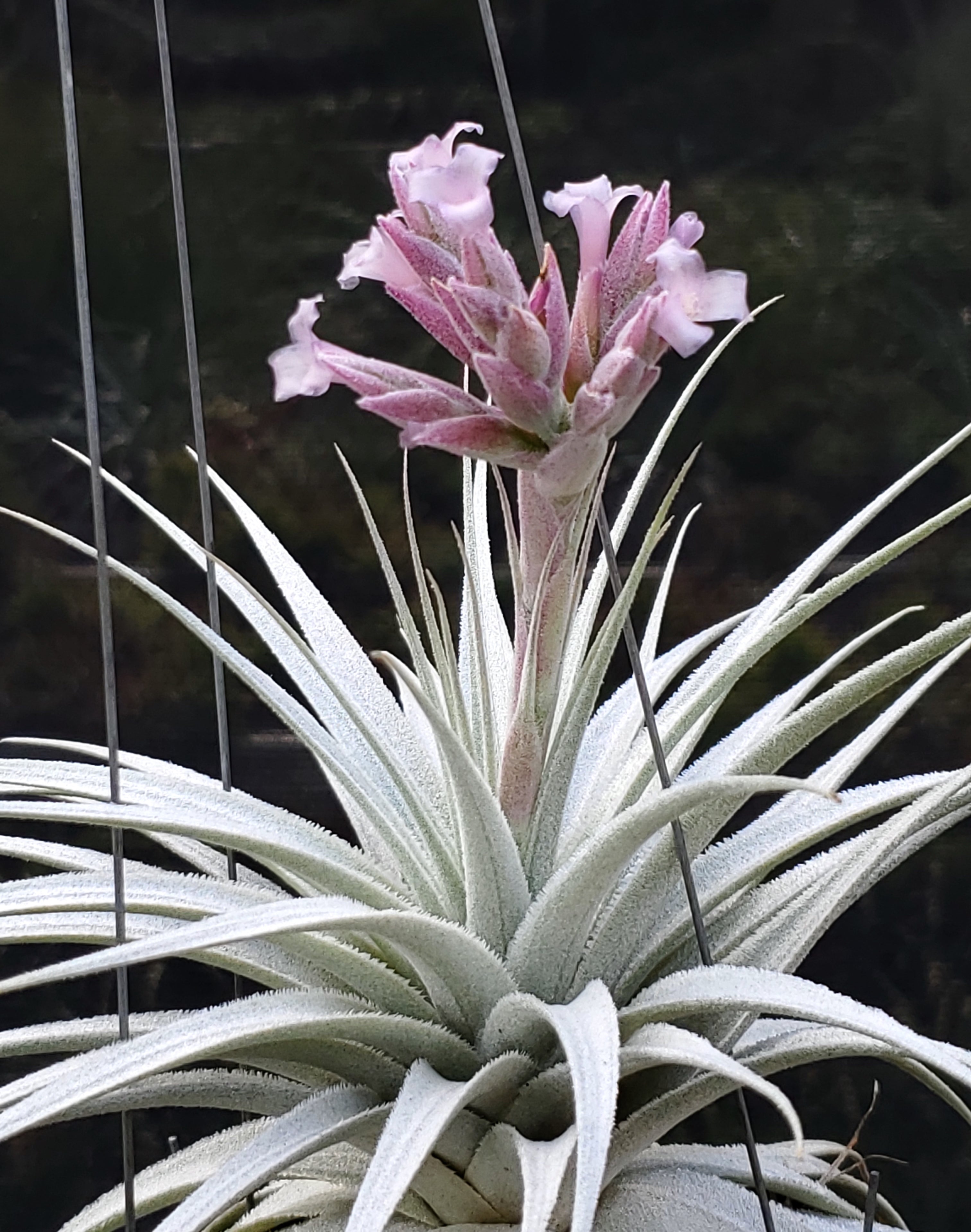 Tillandsia gardneri rupicola. (Light purple flower form