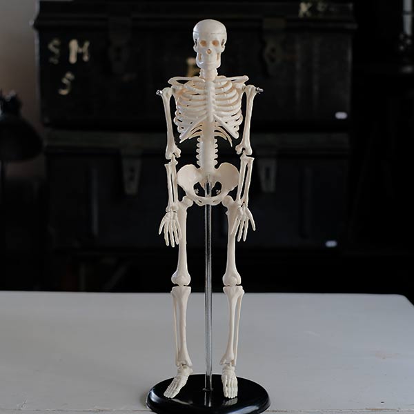 骨格模型 – zakka store towi