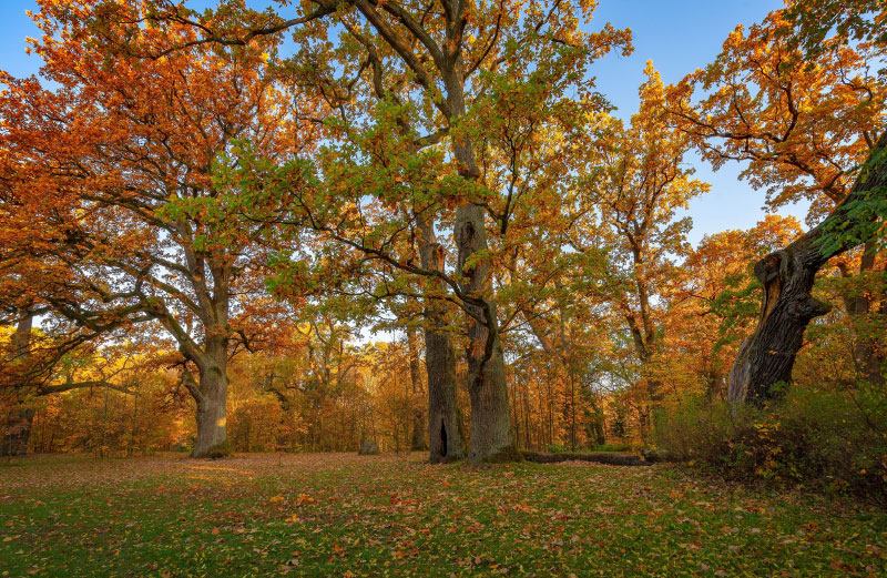 Białowieża Forest as a UNESCO World Heritage Site – Комиссия