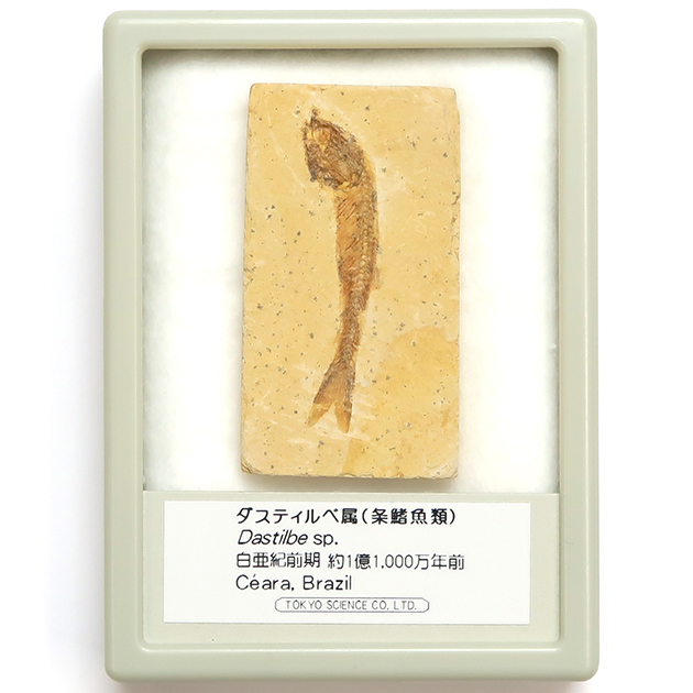 魚の化石｜化石標本・分売｜化石販売・鉱物販売の東京サイエンス