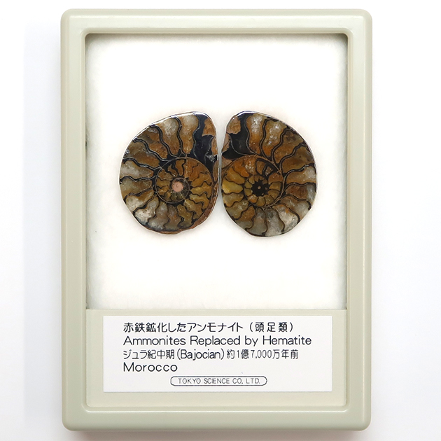 アンモナイト｜化石標本・分売｜化石販売・鉱物販売の東京サイエンス