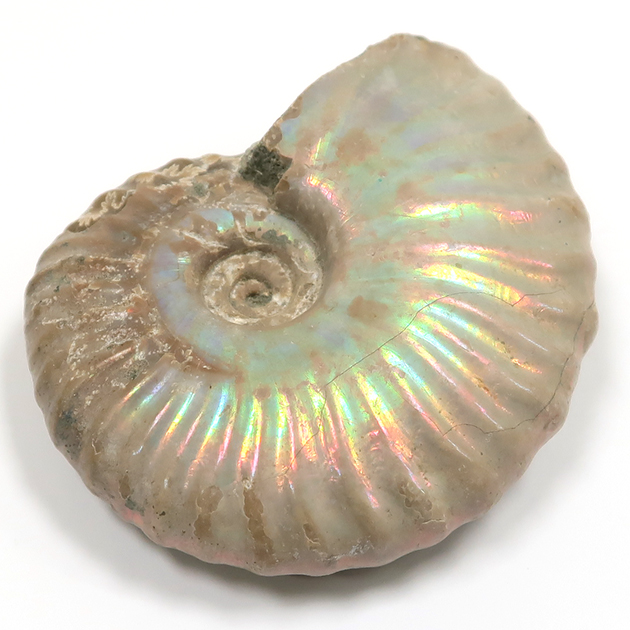 アンモナイト（Ammonite）｜化石販売・鉱物販売の東京サイエンス