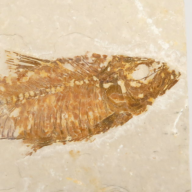 魚の化石（Green River Fm.）｜化石販売・鉱物販売の東京サイエンス