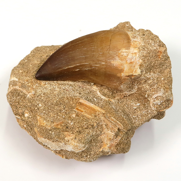 モササウルスの歯（Mosasaurus）｜化石販売・鉱物販売の東京サイエンス