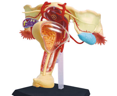 雌性生殖器解剖モデル Female reproductive（人体解剖模型・立体パズル
