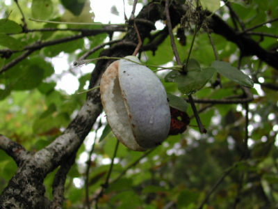 アケビのつる編みは楽しいです。^_^