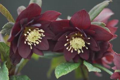 クリスマスローズのダブル（八重） 苗 販売 ＞ クリスマスローズ