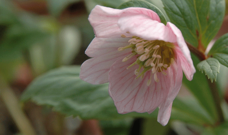 クリスマスローズ・輸入チベタヌスの育て方と栽培技術