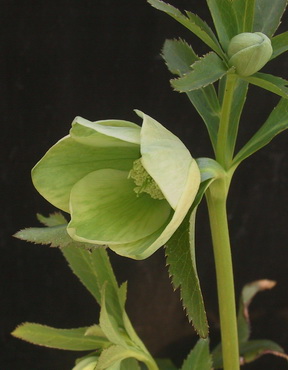 香りの女王 クリスマスローズ リグリクス