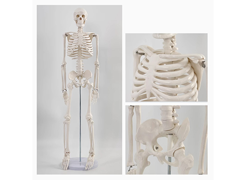 人体骨架模型-上海学育科教设备有限公司