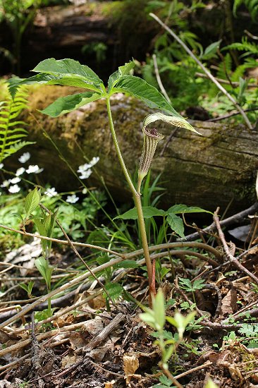 イナヒロハテンナンショウ